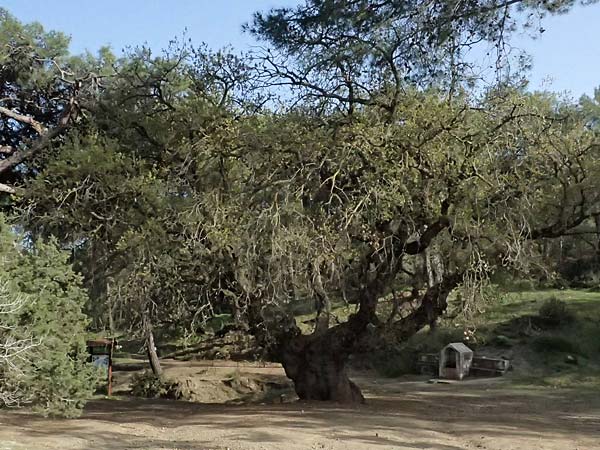 Quercus infectoria subsp. veneris \ Boissier's F&auml;rber-Eiche / Boissier's Dyer's Oak, Zypern/Cyprus Baths of Aphrodite 27.3.2025