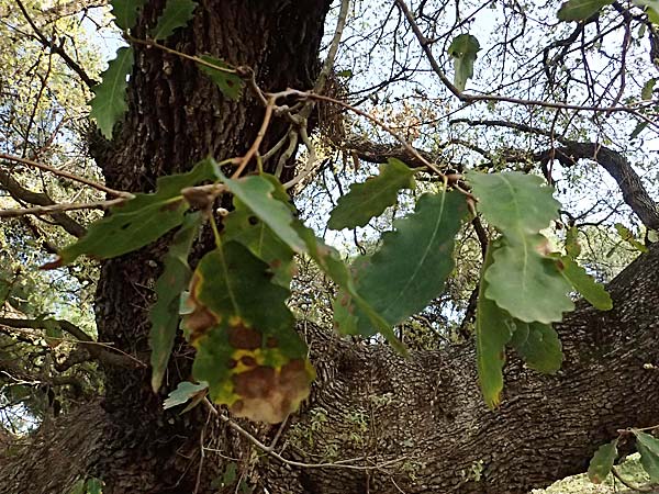 Quercus infectoria subsp. veneris \ Boissier's F&auml;rber-Eiche / Boissier's Dyer's Oak, Zypern/Cyprus Baths of Aphrodite 27.3.2025