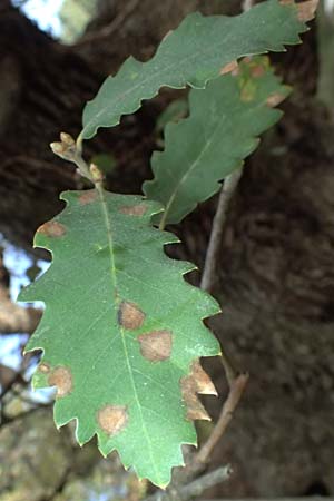 Quercus infectoria subsp. veneris \ Boissier's F&auml;rber-Eiche / Boissier's Dyer's Oak, Zypern/Cyprus Baths of Aphrodite 27.3.2025