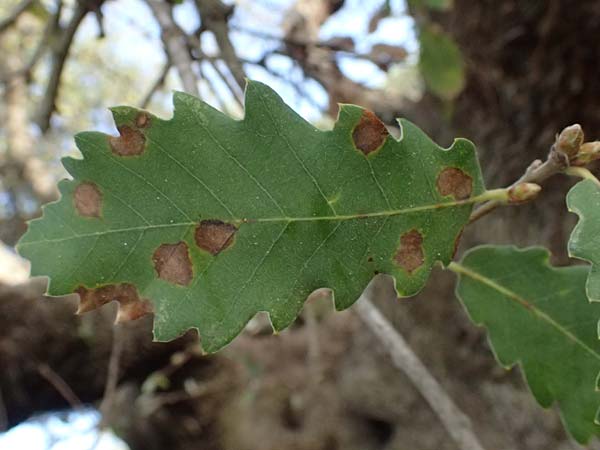 Quercus infectoria subsp. veneris \ Boissier's F&auml;rber-Eiche / Boissier's Dyer's Oak, Zypern/Cyprus Baths of Aphrodite 27.3.2025