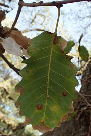Quercus infectoria subsp. veneris \ Boissier's F&auml;rber-Eiche / Boissier's Dyer's Oak, Zypern/Cyprus Baths of Aphrodite 27.3.2025