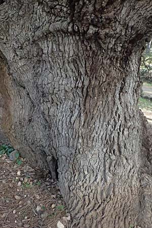 Quercus infectoria subsp. veneris \ Boissier's F&auml;rber-Eiche / Boissier's Dyer's Oak, Zypern/Cyprus Baths of Aphrodite 27.3.2025