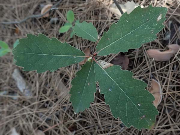 Quercus infectoria subsp. veneris \ Boissier's F&auml;rber-Eiche / Boissier's Dyer's Oak, Zypern/Cyprus Kakopetria 28.3.2025