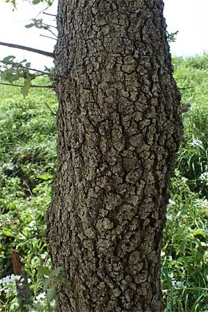 Quercus infectoria subsp. veneris \ Boissier's F&auml;rber-Eiche / Boissier's Dyer's Oak, Zypern/Cyprus Prov.  Paphos,  Episkopi 31.3.2025