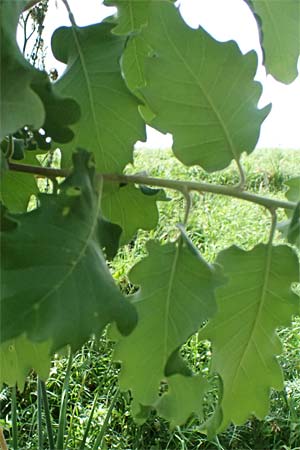 Quercus infectoria subsp. veneris \ Boissier's F&auml;rber-Eiche / Boissier's Dyer's Oak, Zypern/Cyprus Prov.  Paphos,  Episkopi 31.3.2025