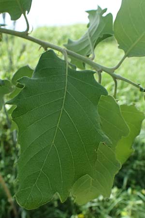 Quercus infectoria subsp. veneris \ Boissier's F&auml;rber-Eiche / Boissier's Dyer's Oak, Zypern/Cyprus Prov.  Paphos,  Episkopi 31.3.2025