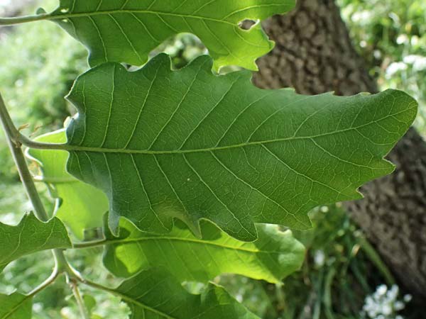 Quercus infectoria subsp. veneris \ Boissier's F&auml;rber-Eiche / Boissier's Dyer's Oak, Zypern/Cyprus Prov.  Paphos,  Episkopi 31.3.2025