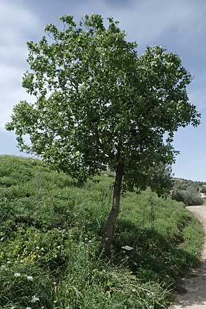 Quercus infectoria subsp. veneris \ Boissier's F&auml;rber-Eiche / Boissier's Dyer's Oak, Zypern/Cyprus Prov.  Paphos,  Episkopi 31.3.2025