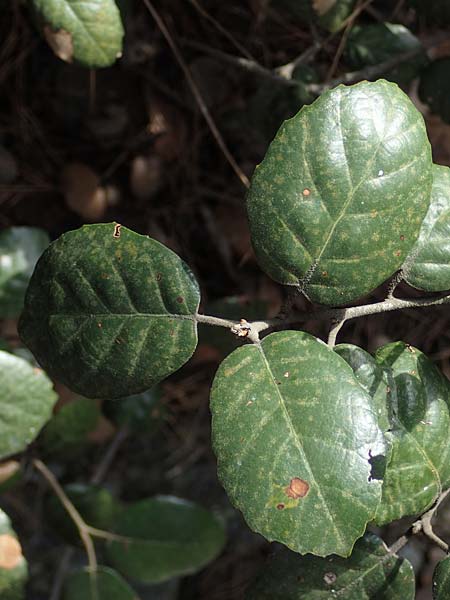 Quercus alnifolia \ Erlenbl&auml;ttrige Eiche, Gold-Eiche / Alder-Leaved Oak, Zypern/Cyprus Kakopetria 28.3.2025