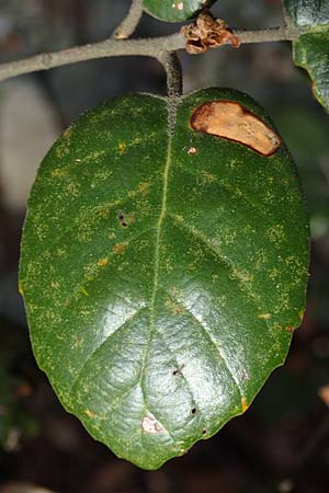 Quercus alnifolia \ Erlenbl&auml;ttrige Eiche, Gold-Eiche / Alder-Leaved Oak, Zypern/Cyprus Kakopetria 28.3.2025