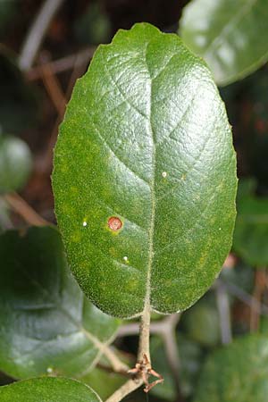 Quercus alnifolia \ Erlenbl&auml;ttrige Eiche, Gold-Eiche / Alder-Leaved Oak, Zypern/Cyprus Kakopetria 28.3.2025