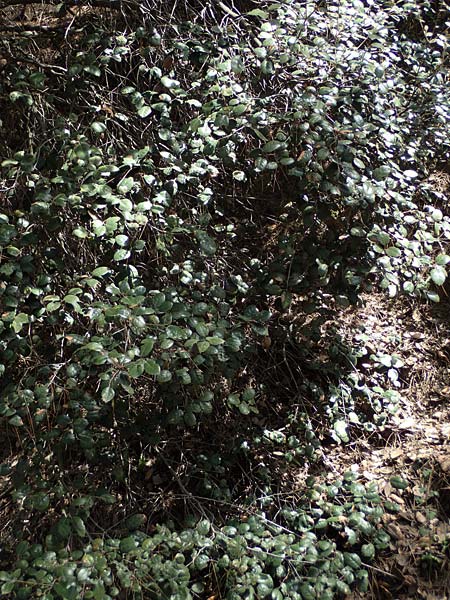 Quercus alnifolia \ Erlenbl&auml;ttrige Eiche, Gold-Eiche / Alder-Leaved Oak, Zypern/Cyprus Kakopetria 28.3.2025