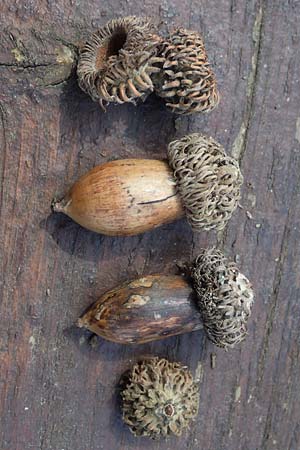 Quercus alnifolia \ Erlenbl&auml;ttrige Eiche, Gold-Eiche / Alder-Leaved Oak, Zypern/Cyprus Kakopetria 28.3.2025
