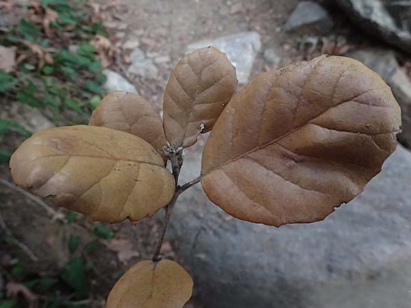 Quercus alnifolia \ Erlenbl&auml;ttrige Eiche, Gold-Eiche / Alder-Leaved Oak, Zypern/Cyprus Platres 28.3.2025