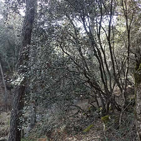 Quercus alnifolia \ Erlenbl&auml;ttrige Eiche, Gold-Eiche / Alder-Leaved Oak, Zypern/Cyprus Platres 28.3.2025