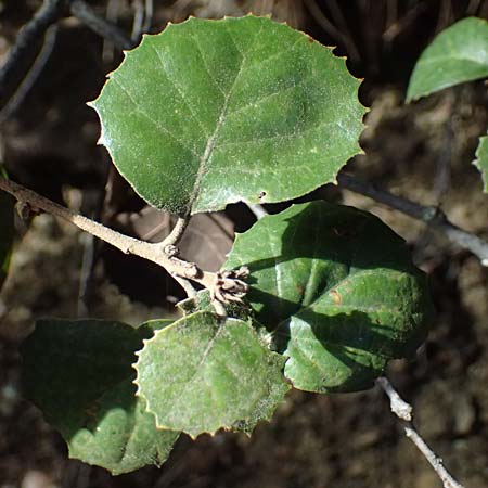 Quercus alnifolia \ Erlenbl&auml;ttrige Eiche, Gold-Eiche / Alder-Leaved Oak, Zypern/Cyprus Platres 28.3.2025