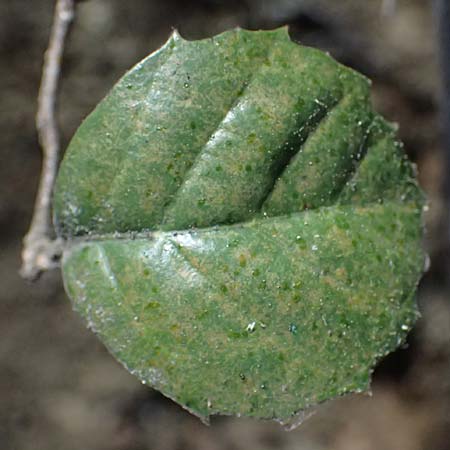 Quercus alnifolia \ Erlenbl&auml;ttrige Eiche, Gold-Eiche / Alder-Leaved Oak, Zypern/Cyprus Platres 28.3.2025