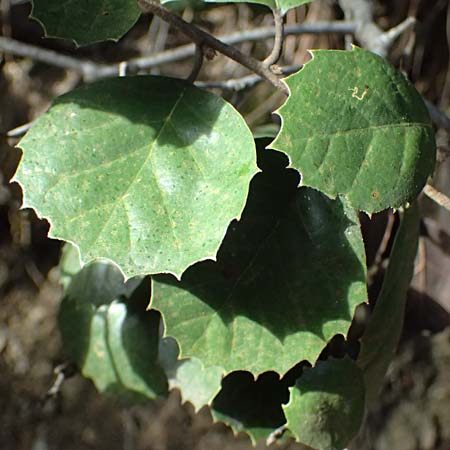 Quercus alnifolia \ Erlenbl&auml;ttrige Eiche, Gold-Eiche / Alder-Leaved Oak, Zypern/Cyprus Platres 28.3.2025