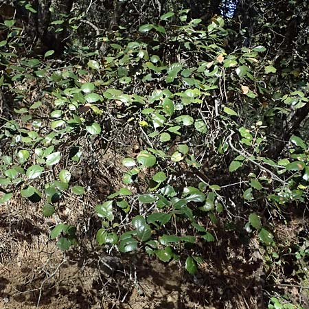 Quercus alnifolia \ Erlenbl&auml;ttrige Eiche, Gold-Eiche / Alder-Leaved Oak, Zypern/Cyprus Platres 28.3.2025