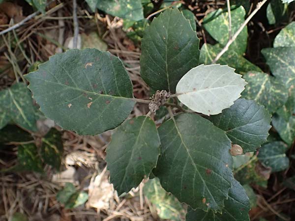 Quercus alnifolia \ Erlenbl&auml;ttrige Eiche, Gold-Eiche / Alder-Leaved Oak, Zypern/Cyprus Platres 28.3.2025