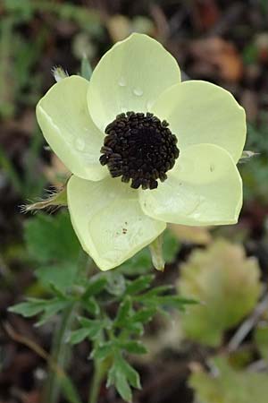Ranunculus asiaticus var. flavus \ Asiatischer Hahnenfu� / Persian Buttercup, Turban Buttercup, Zypern/Cyprus Akamas, Neo Chorio 20.3.2025