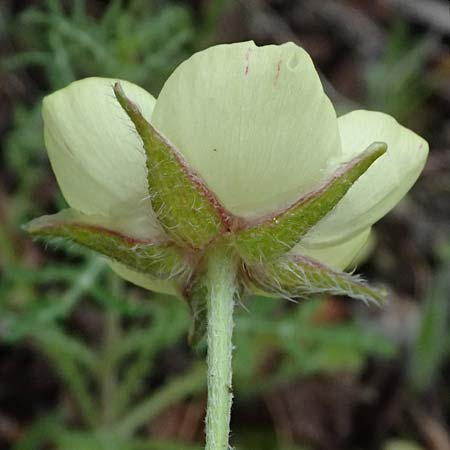 Ranunculus asiaticus var. flavus \ Asiatischer Hahnenfu� / Persian Buttercup, Turban Buttercup, Zypern/Cyprus Akamas, Neo Chorio 20.3.2025