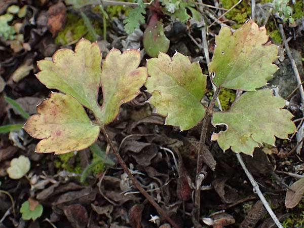 Ranunculus asiaticus var. flavus \ Asiatischer Hahnenfu� / Persian Buttercup, Turban Buttercup, Zypern/Cyprus Akamas, Neo Chorio 20.3.2025