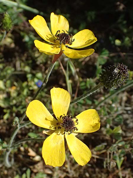 Ranunculus asiaticus var. flavus \ Asiatischer Hahnenfu� / Persian Buttercup, Turban Buttercup, Zypern/Cyprus Akrotiri 23.3.2025
