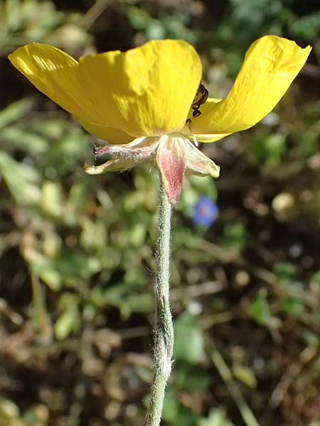 Ranunculus asiaticus var. flavus \ Asiatischer Hahnenfu� / Persian Buttercup, Turban Buttercup, Zypern/Cyprus Akrotiri 23.3.2025