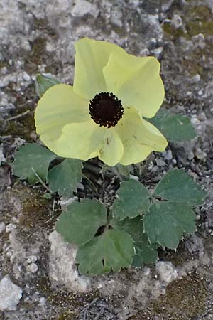 Ranunculus asiaticus var. flavus \ Asiatischer Hahnenfu� / Persian Buttercup, Turban Buttercup, Zypern/Cyprus Baths of Aphrodite 27.3.2025