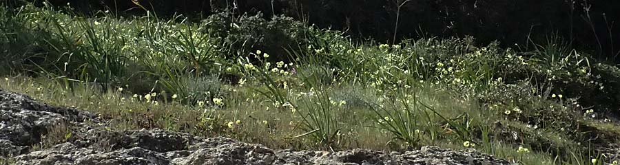Ranunculus asiaticus var. flavus \ Asiatischer Hahnenfu� / Persian Buttercup, Turban Buttercup, Zypern/Cyprus Baths of Aphrodite 27.3.2025