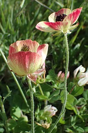 Ranunculus asiaticus var. flavus \ Asiatischer Hahnenfu� / Persian Buttercup, Turban Buttercup, Zypern/Cyprus Baths of Aphrodite 27.3.2025