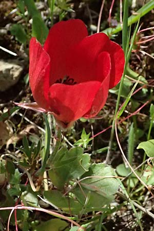 Ranunculus asiaticus var. sanguineus \ Asiatischer Hahnenfu� / Persian Buttercup, Turban Buttercup, Zypern/Cyprus Baths of Aphrodite 27.3.2025