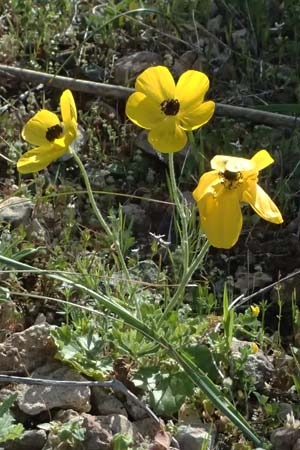 Ranunculus asiaticus var. flavus \ Asiatischer Hahnenfu� / Persian Buttercup, Turban Buttercup, Zypern/Cyprus Baths of Aphrodite 27.3.2025