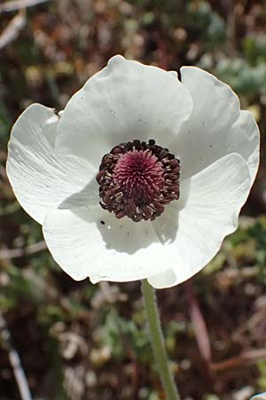 Ranunculus asiaticus var. albus \ Asiatischer Hahnenfu� / Persian Buttercup, Turban Buttercup, Zypern/Cyprus Kourion 29.3.2025