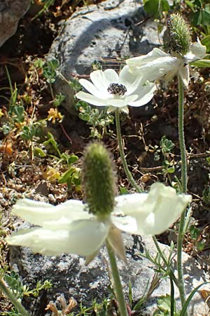 Ranunculus asiaticus var. albus \ Asiatischer Hahnenfu� / Persian Buttercup, Turban Buttercup, Zypern/Cyprus Kourion 29.3.2025