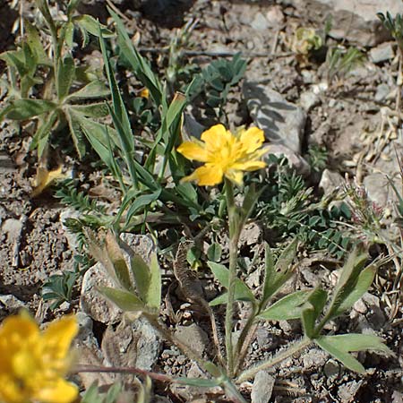 Ranunculus paludosus \ Kerbel-Hahnenfu�, T&uuml;mpel-Hahnenfu� / Fan-Leaved Buttercup, Jersey Buttercup, Zypern/Cyprus Prov.  Paphos,  Episkopi 31.3.2025