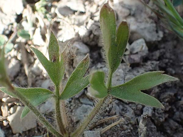 Ranunculus paludosus \ Kerbel-Hahnenfu�, T&uuml;mpel-Hahnenfu� / Fan-Leaved Buttercup, Jersey Buttercup, Zypern/Cyprus Prov.  Paphos,  Episkopi 31.3.2025