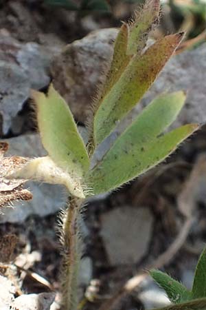 Ranunculus paludosus \ Kerbel-Hahnenfu�, T&uuml;mpel-Hahnenfu� / Fan-Leaved Buttercup, Jersey Buttercup, Zypern/Cyprus Prov.  Paphos,  Episkopi 31.3.2025