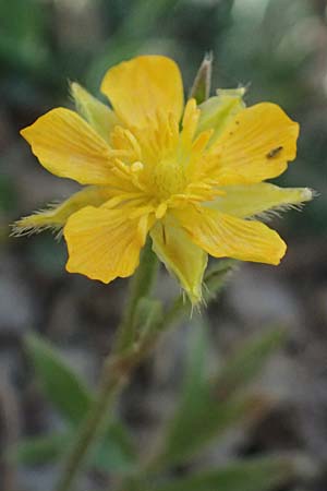 Ranunculus paludosus \ Kerbel-Hahnenfu�, T&uuml;mpel-Hahnenfu� / Fan-Leaved Buttercup, Jersey Buttercup, Zypern/Cyprus Prov.  Paphos,  Episkopi 31.3.2025