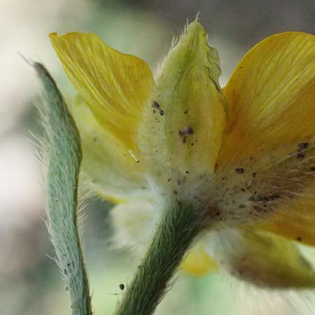 Ranunculus paludosus \ Kerbel-Hahnenfu�, T&uuml;mpel-Hahnenfu� / Fan-Leaved Buttercup, Jersey Buttercup, Zypern/Cyprus Prov.  Paphos,  Episkopi 31.3.2025