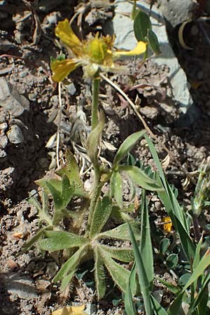 Ranunculus paludosus \ Kerbel-Hahnenfu�, T&uuml;mpel-Hahnenfu� / Fan-Leaved Buttercup, Jersey Buttercup, Zypern/Cyprus Prov.  Paphos,  Episkopi 31.3.2025