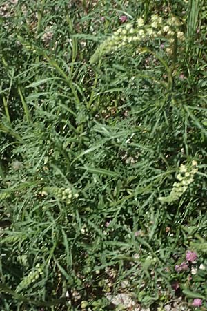 Reseda alba \ Wei�e Resede / White Mignonette, Zypern/Cyprus Prov. Paphos, Episkopi 31.3.2025
