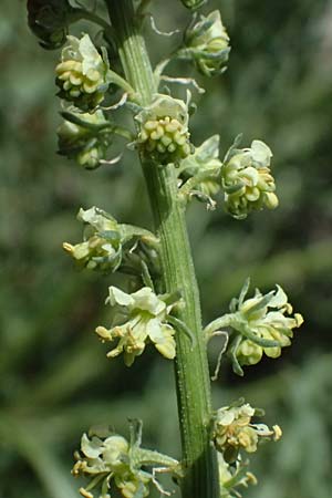 Reseda alba \ Wei�e Resede / White Mignonette, Zypern/Cyprus Prov. Paphos, Episkopi 31.3.2025