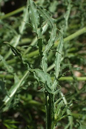Reseda alba \ Wei�e Resede / White Mignonette, Zypern/Cyprus Prov. Paphos, Episkopi 31.3.2025