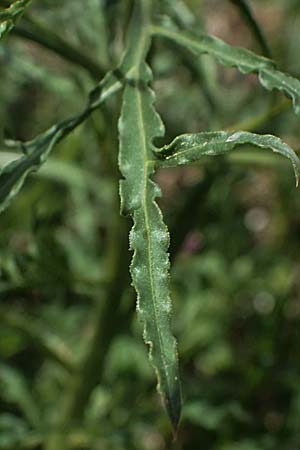 Reseda alba \ Wei�e Resede / White Mignonette, Zypern/Cyprus Prov. Paphos, Episkopi 31.3.2025