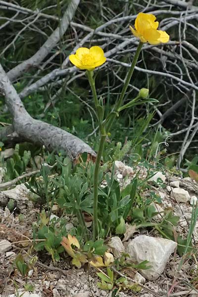Ranunculus paludosus \ Kerbel-Hahnenfu�, T&uuml;mpel-Hahnenfu� / Fan-Leaved Buttercup, Jersey Buttercup, Zypern/Cyprus Kato Archimandrita 1.4.2025