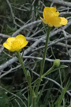 Ranunculus paludosus \ Kerbel-Hahnenfu�, T&uuml;mpel-Hahnenfu� / Fan-Leaved Buttercup, Jersey Buttercup, Zypern/Cyprus Kato Archimandrita 1.4.2025