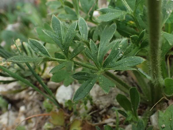 Ranunculus paludosus \ Kerbel-Hahnenfu�, T&uuml;mpel-Hahnenfu� / Fan-Leaved Buttercup, Jersey Buttercup, Zypern/Cyprus Kato Archimandrita 1.4.2025