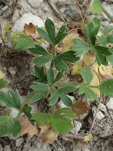 Ranunculus paludosus \ Kerbel-Hahnenfu�, T&uuml;mpel-Hahnenfu� / Fan-Leaved Buttercup, Jersey Buttercup, Zypern/Cyprus Kato Archimandrita 1.4.2025